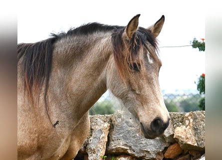 Andalou, Jument, 6 Ans, 156 cm, Isabelle