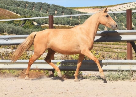 Andalou, Jument, 6 Ans, 156 cm, Palomino