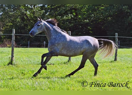 Andalou, Jument, 6 Ans, 157 cm, Gris