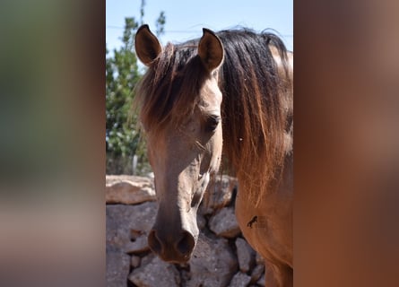 Andalou, Jument, 6 Ans, 157 cm, Isabelle