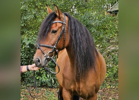 Andalou, Jument, 6 Ans, 158 cm, Bai