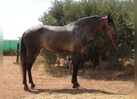Andalou Croisé, Jument, 6 Ans, 158 cm, Gris