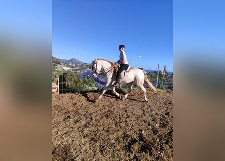 Andalou, Jument, 6 Ans, 158 cm, Perlino