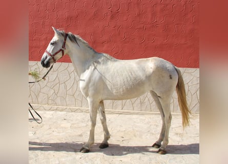 Andalou, Jument, 6 Ans, 161 cm, Gris