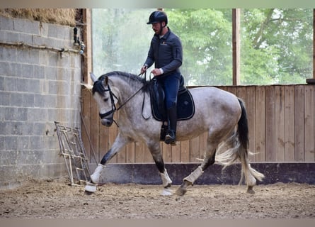 Andalou, Jument, 6 Ans, 162 cm, Gris (bai-dun)