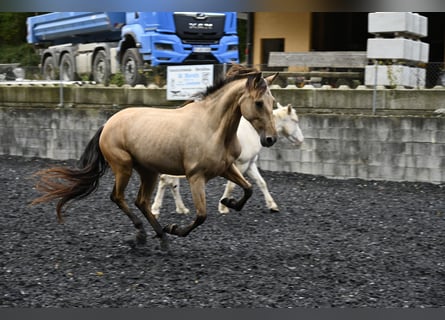 Andalou, Jument, 6 Ans