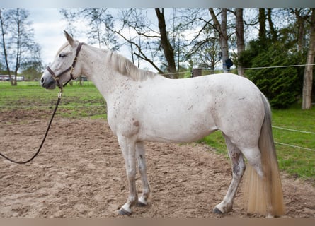 Andalou, Jument, 7 Ans, 155 cm, Gris