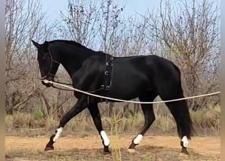 Andalou, Jument, 7 Ans, 160 cm, Noir