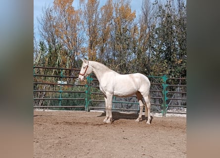 Andalou, Jument, 7 Ans, Perlino