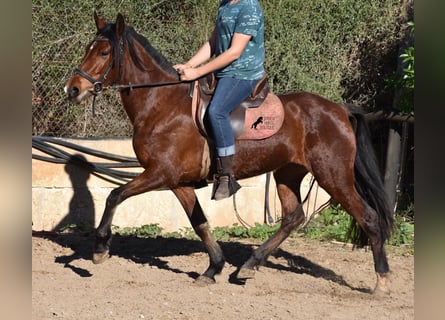 Andalou, Jument, 8 Ans, 151 cm, Bai