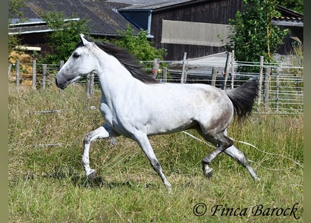 Andalou, Jument, 8 Ans, 159 cm, Gris