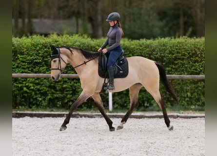 Andalou, Jument, 8 Ans, 163 cm, Isabelle