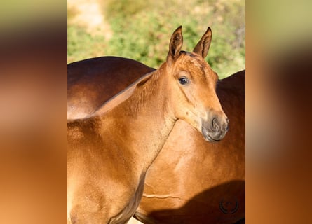 Andalou, Jument, Poulain (01/2026), Bai brun