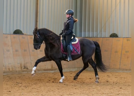 Andaluces, Caballo castrado, 10 años, 150 cm, Castaño oscuro