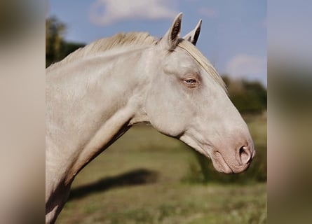 Andaluces Mestizo, Caballo castrado, 10 años, 153 cm, Cremello