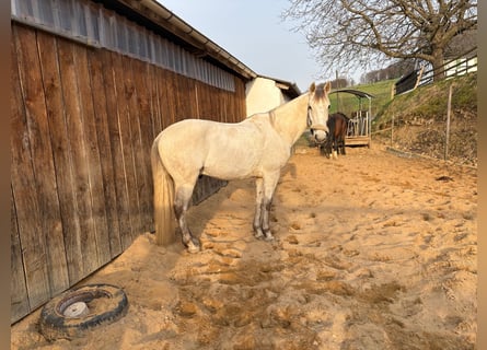 Andaluces, Caballo castrado, 10 años, 156 cm, Tordo