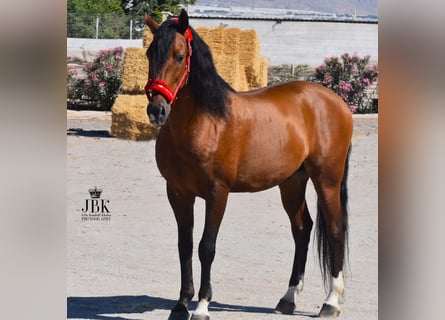 Andaluces, Caballo castrado, 10 años, 158 cm, Castaño