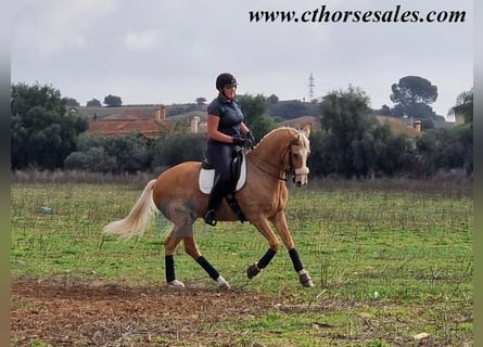 Andaluces, Caballo castrado, 10 años, 158 cm, Palomino