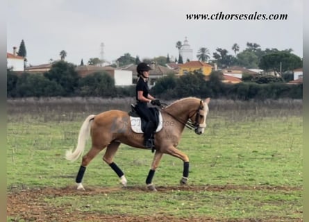 Andaluces, Caballo castrado, 10 años, 158 cm, Palomino