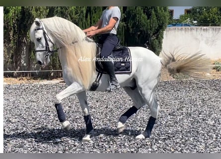 Andaluces, Caballo castrado, 10 años, 158 cm, White/Blanco