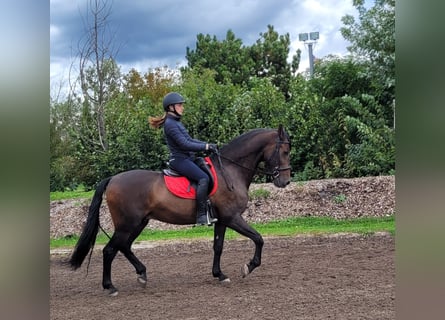 Andaluces Mestizo, Caballo castrado, 10 años, 159 cm, Castaño oscuro