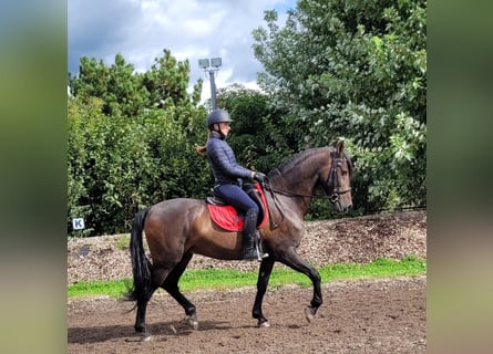 Andaluces Mestizo, Caballo castrado, 10 años, 159 cm, Castaño oscuro