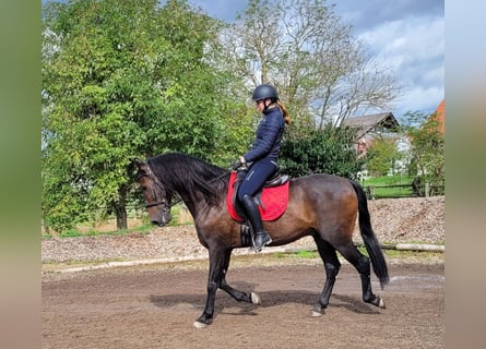 Andaluces Mestizo, Caballo castrado, 10 años, 159 cm, Castaño oscuro