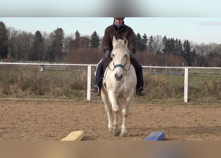 Andaluces Mestizo, Caballo castrado, 11 años, 156 cm