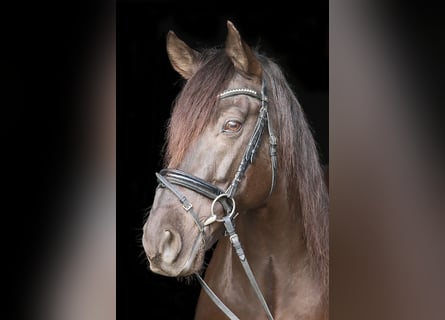 Andaluces, Caballo castrado, 11 años, 163 cm, Negro