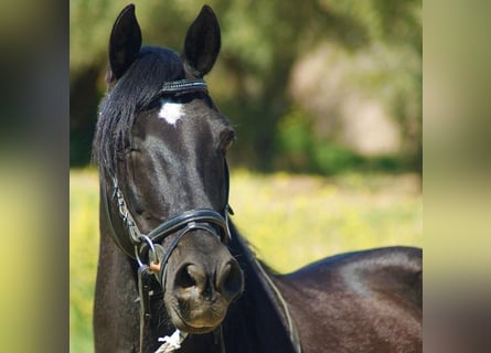 Andaluces Mestizo, Caballo castrado, 12 años, 147 cm, Negro