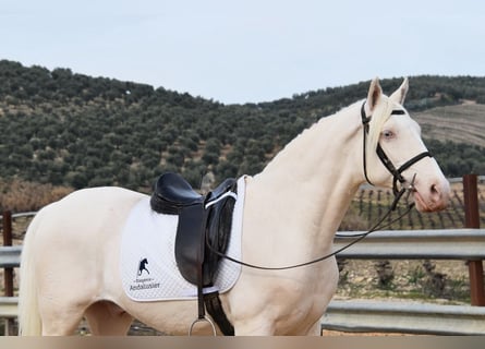 Andaluces, Caballo castrado, 12 años, 155 cm, Cremello