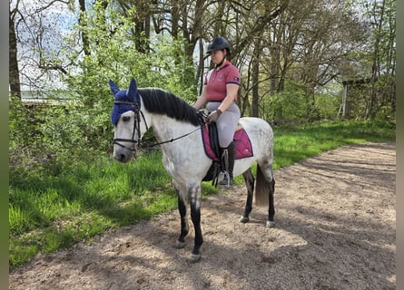 Andaluces, Caballo castrado, 12 años, 158 cm, Tordo rodado