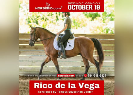 Andaluces Mestizo, Caballo castrado, 12 años, Castaño rojizo