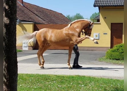 Andaluces, Caballo castrado, 14 años, 165 cm, Palomino