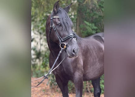 Andaluces Mestizo, Caballo castrado, 15 años, 157 cm, Negro