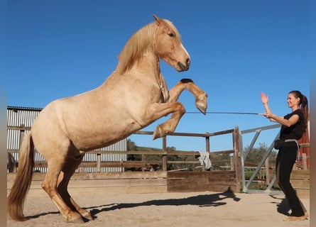 Andaluces, Caballo castrado, 15 años, 161 cm, Palomino