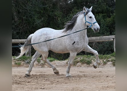 Andaluces Mestizo, Caballo castrado, 18 años, 154 cm, Tordo