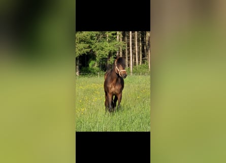 Andaluces Mestizo, Caballo castrado, 2 años, 156 cm, Castaño