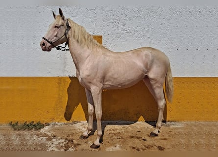 Andaluces, Caballo castrado, 2 años, 157 cm, Cremello