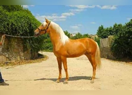 Andaluces, Caballo castrado, 2 años, Palomino