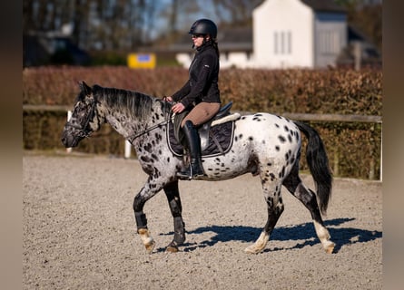 Andaluces, Caballo castrado, 3 años, 144 cm, Atigrado/Moteado