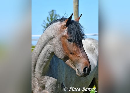 Andaluces, Caballo castrado, 3 años, 148 cm, Castaño-ruano