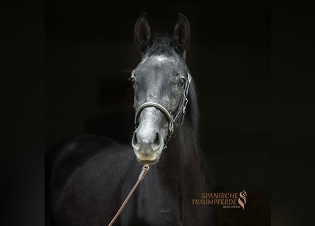 Andaluces Mestizo, Caballo castrado, 3 años, 150 cm, Negro