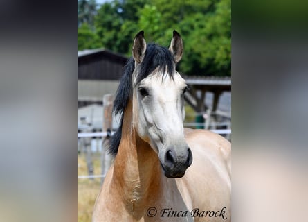 Andaluces, Caballo castrado, 3 años, 152 cm, Buckskin/Bayo