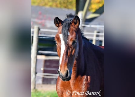 Andaluces, Caballo castrado, 3 años, 152 cm, Castaño