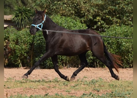 Andaluces, Caballo castrado, 3 años, 153 cm, Negro