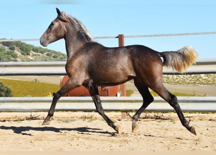 Andaluces, Caballo castrado, 3 años, 153 cm, Tordo