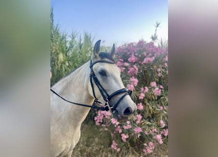 Andaluces, Caballo castrado, 3 años, 155 cm