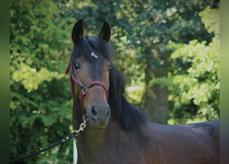 Andaluces, Caballo castrado, 3 años, 155 cm, Castaño