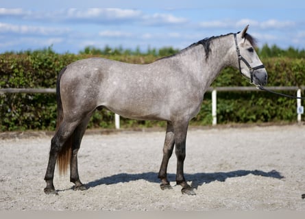 Andaluces, Caballo castrado, 3 años, 155 cm, Tordo